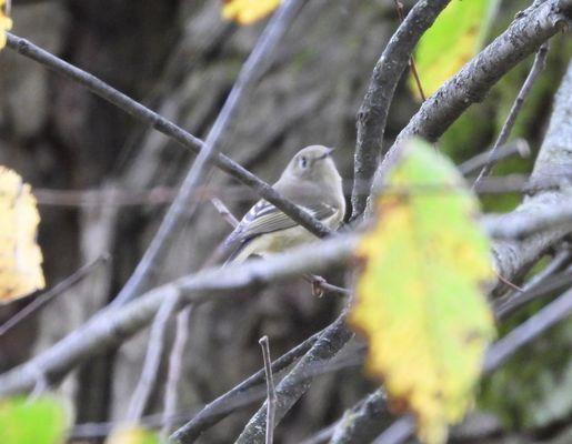 Ruby Crowned Kinglet