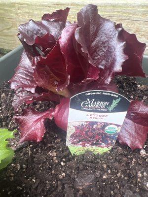 Merlot Lettuce is organic and non-gmo.