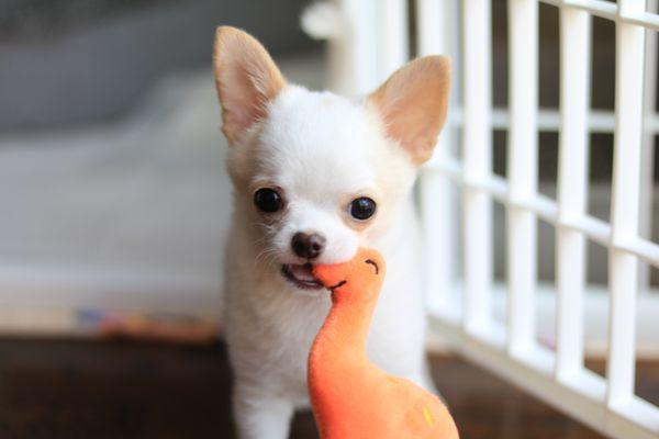 Bonbon Chihuahuas