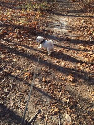 Who needs marked trails if you have a Bichon leading you!!