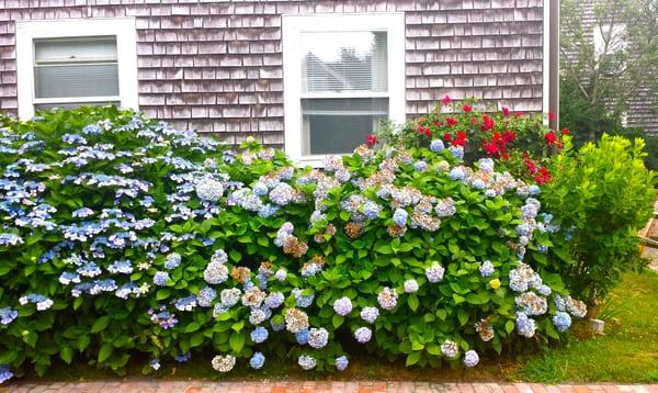 Love the hydrangea so Nantucket!