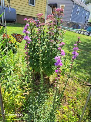 2nd year  Blazing Star has gone from 1 spikes to 5 spike growing nice....8-6-24