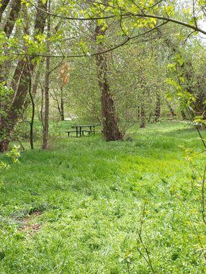 Picnic tables among weeds