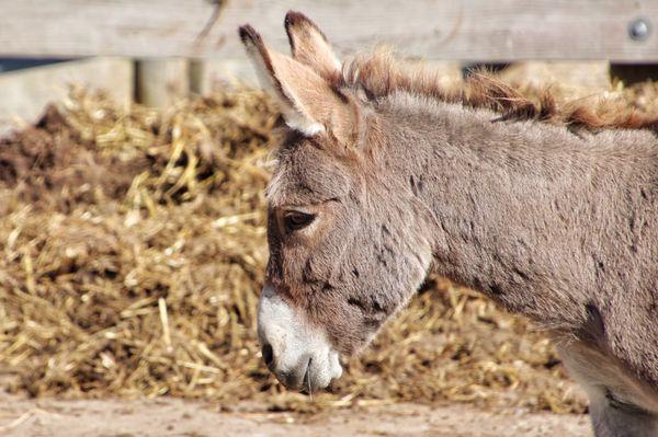 Miniature donkey