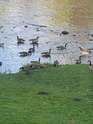 The geese move in about every morning. Good luck walking the dogs...there was geese poop everywhere!!!