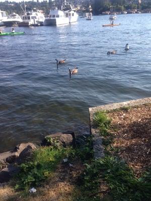 The ducks enjoy some tasty bits while the humans boat around.