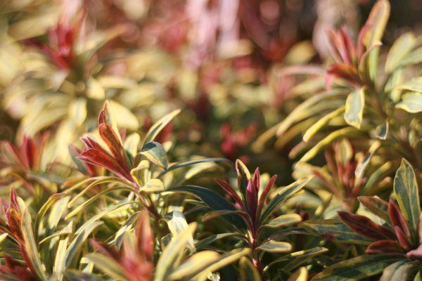 Euphorbia at Delta Tree Farms