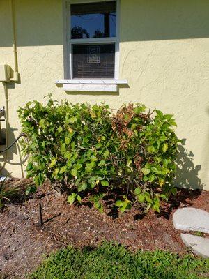 cut branches left on the bushes