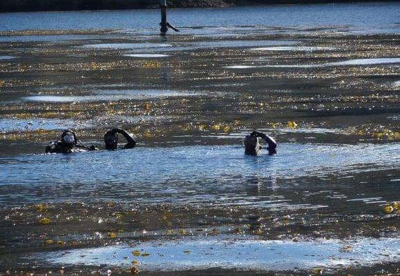 Openwater Habitat Marine Schools