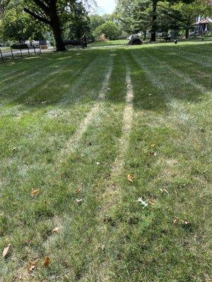 dead grass stripes from spraying weed killer in temperatures sbove 95 drgrees