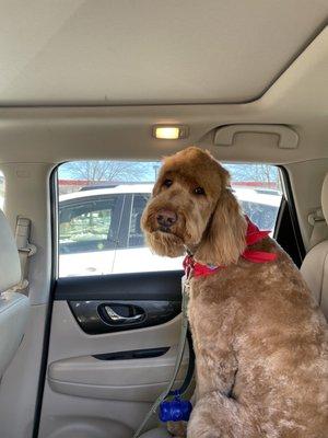 What she typically looks like after her service at her regular groomer.