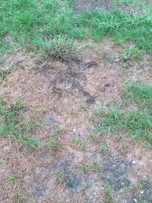 My lawn continues to deteriorate due to lack of service from Scott's. I have been trying for a month to have them come address.