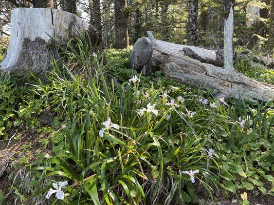 Wild irises