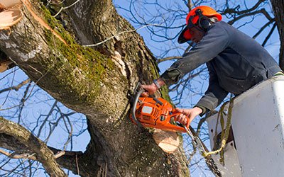 Holtz Tree Service