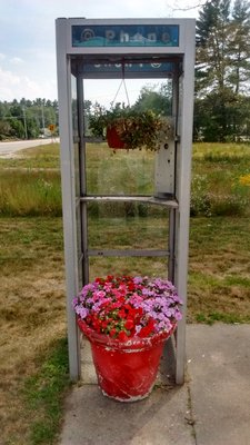 16 juillet 2018 / Fleurs téléphoniques