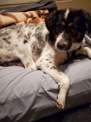 Maxx ready to relax after spending the day at the groomer