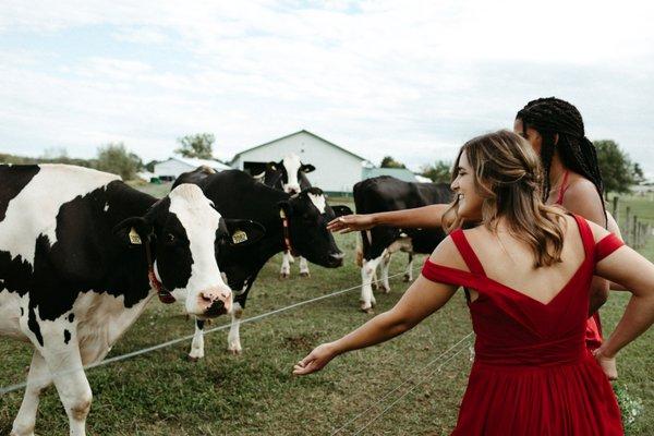 Bridal party greeting the cows at Springdale Farm