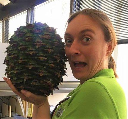 Katherine excitedly holds a cone from a bunya bunya tree (Araucaria bidwillii)