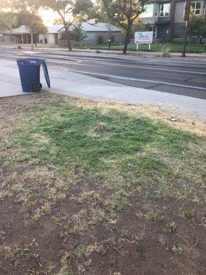 Stumpy's Stump Grinding