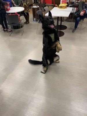 K9 Mattis doing boss things.  Don't let that smile fool you.