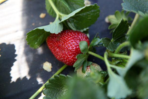 Stehly Farms Organics U pick Strawberry