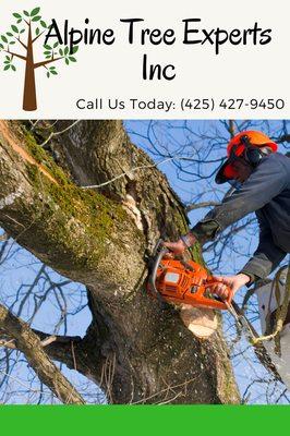 Alpine Tree Service Experts