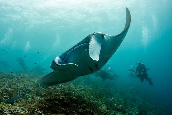 Manta cleaning station in Raja Ampat Indonesia  Amazing!!!