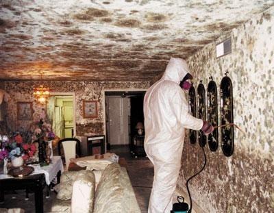 Mold Damage Cleanup