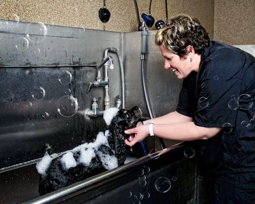 Nebraska Animal Medical Center Grooming