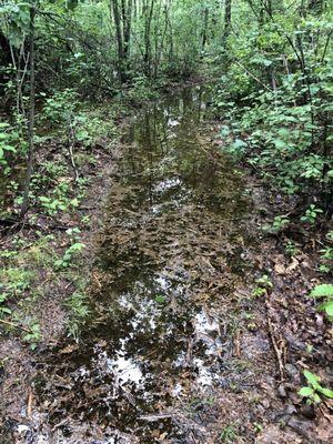 July '21 - after 15" of rain, trail is flooded