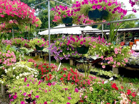 Floral hanging baskets