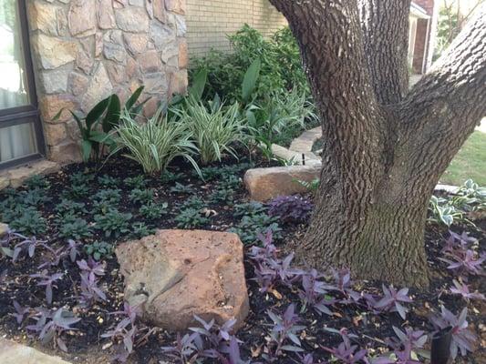 Residential planting and hadscape around existing tree