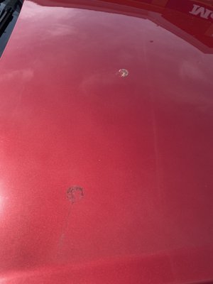 Two different spots of bird poop that it didn't get