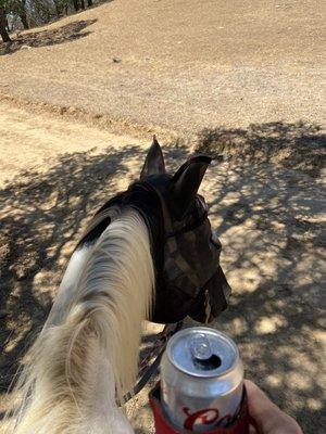 Pioneer Equine Hospital