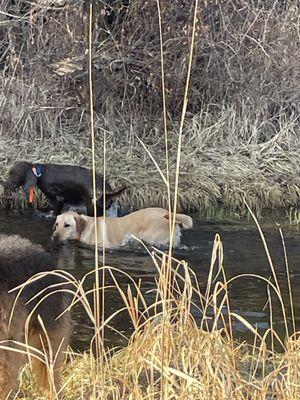 Axel and Flint
Off leash pack hikes