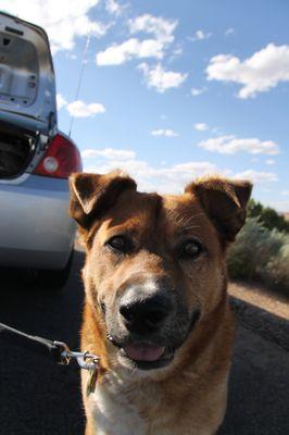 Our dog Oakley! A big fan of Training Wheels!!!!!