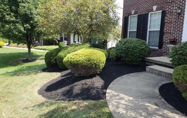 We also trim any type of bushes