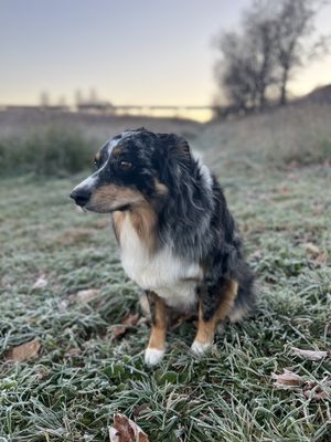 Few days after her last grooming