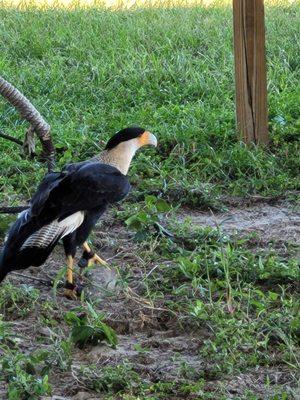 The Avian Reconditioning Center