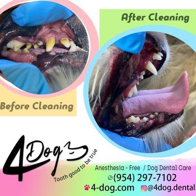 Before and after - Mobile- Anesthesia Free dog dental 
(954)297-7102