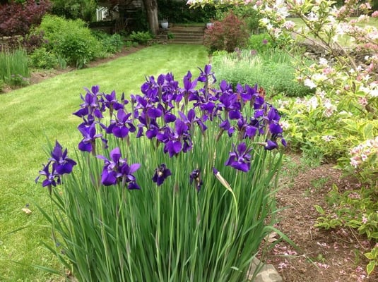 Japanese Iris make sensational cuts