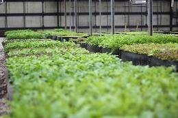 A view of our raised soil beds inside the greenhouse