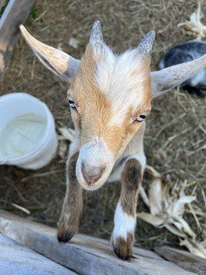 Visit the animals! Bring quarters to feed them.