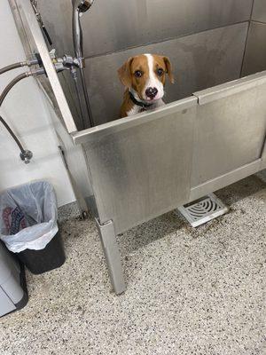 My baby boy sitting in the dog tub