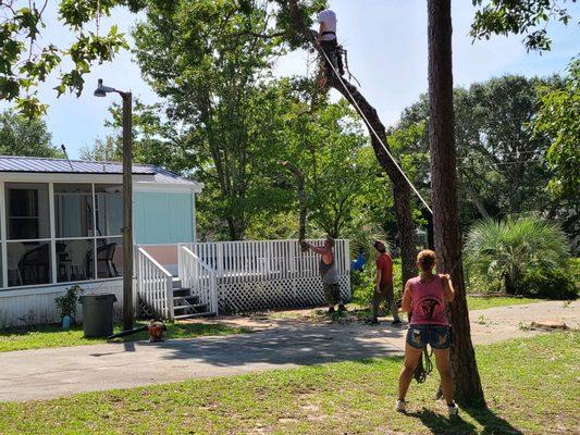 A Cut Above Tree Service