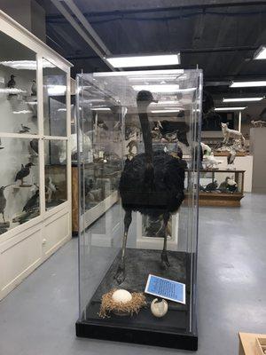 Bob the Ostrich Display