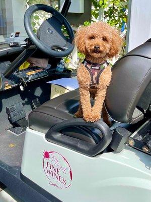 Pinot -- our red toy poodle delivery assistant ...