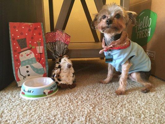 My doggo- Oakley- with his fresh haircut and Christmas presents from DIY Pet Wash.