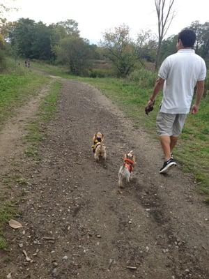 Mossimo yorkie in yellow n blu... Shan in orange