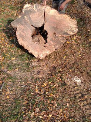 A little decay at the bottom maple Are common with decay